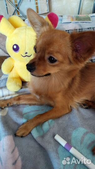 Вязка русский той - терьер