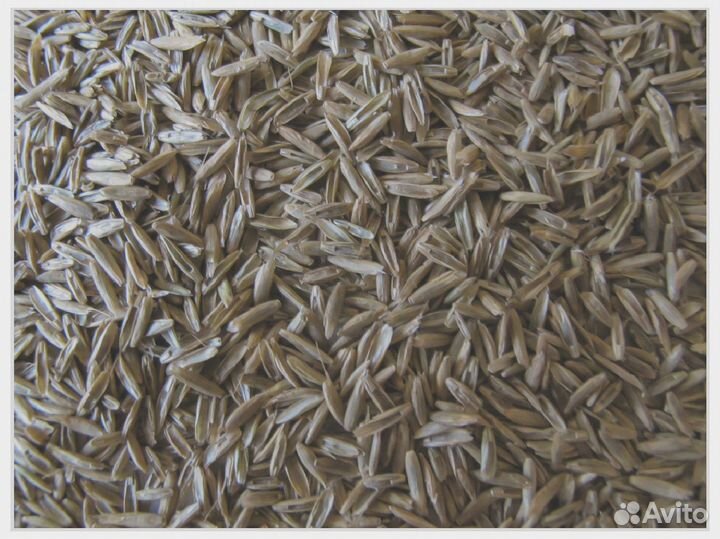 Фестулолиум, семена от производителя оптом