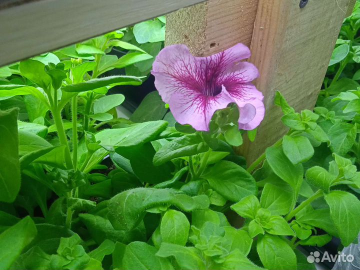 Рассада однолетних цветов