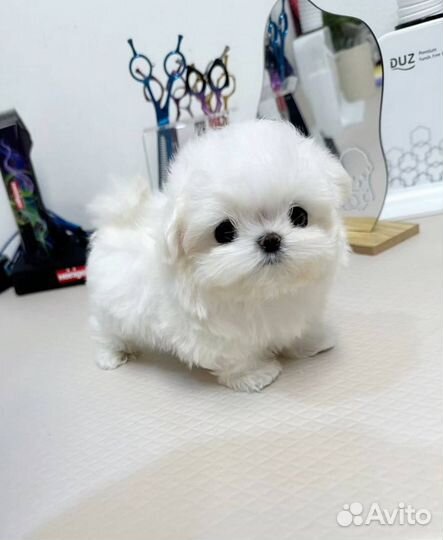 Миниатюрные щенки