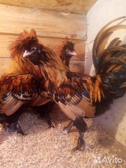 Цыплята Павловское золото и другий