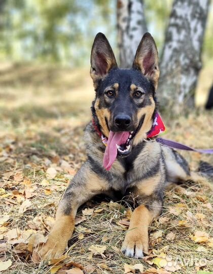 Не Чистокровный овчар ищет дом