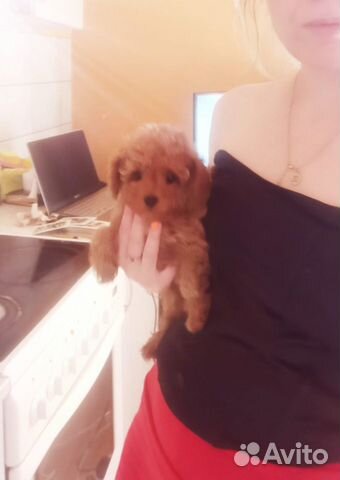 Мини кукла мальтипу red brown