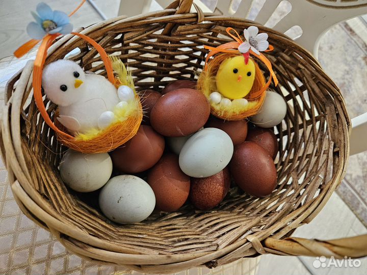 Куриные яйца для инкубации