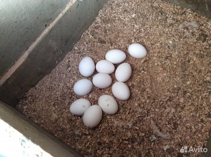 Куры-несушки Хайсекс Уайт