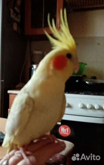 Попугай корелла