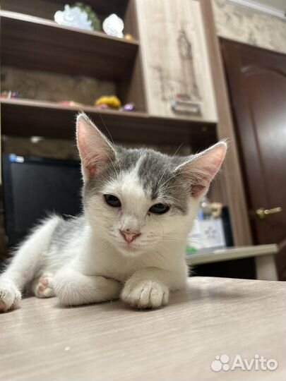 Котенок в добрые руки