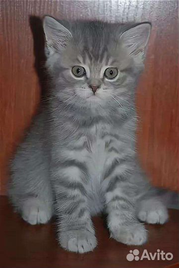 Шотландские котята