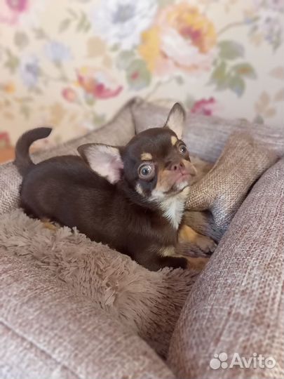 Щенки чихуахуа девочки