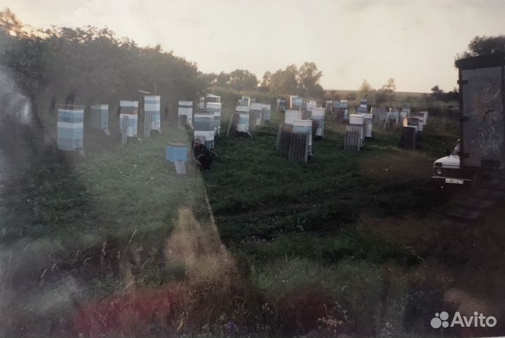 Семьи пчёл, ульи