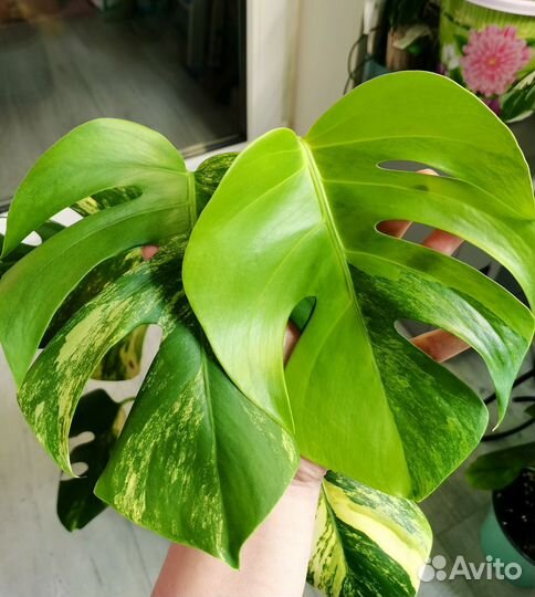 Монстера еллоу сплеш