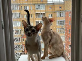 Выгул на окно, балкончик для кошки, антикошка
