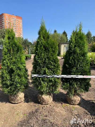 Туи, Туя Смарагд