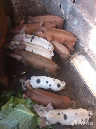 Продам поросят