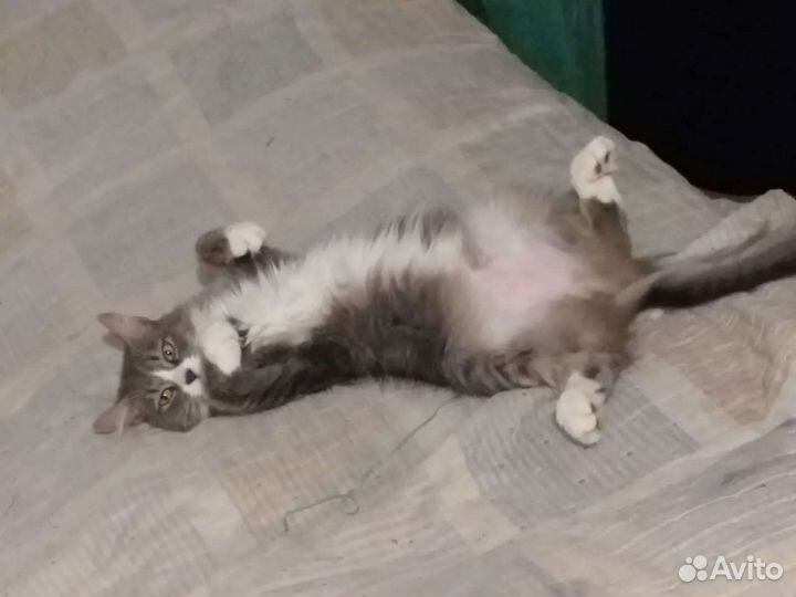 Кошка метис мейкуна