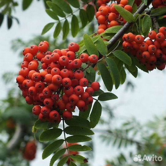 Крупномер рябины 2-2,5 метра