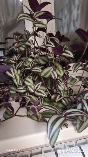 Традесканция фиолетовая