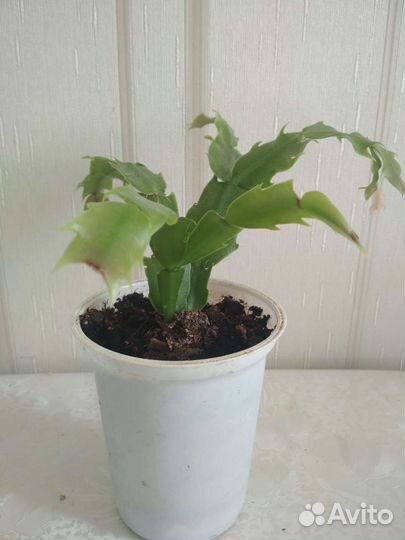 Декабрист детка (подросток)