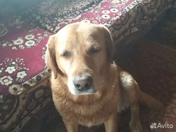 Собака