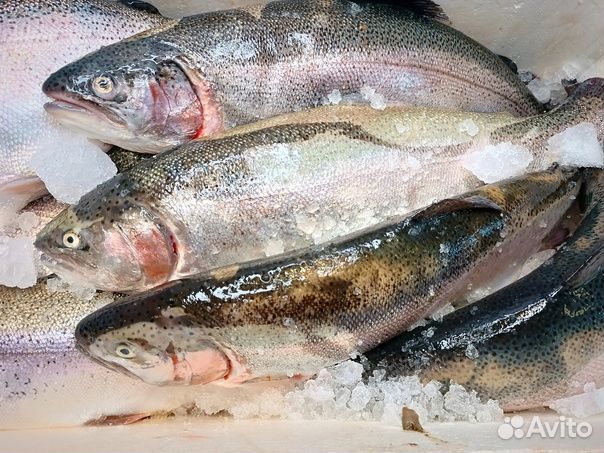 Форель порционная
