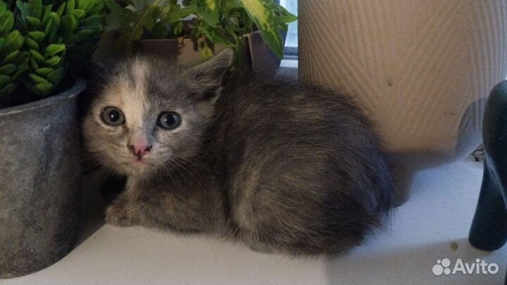 Котята трехцветки