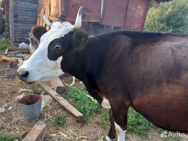 Корова дойная