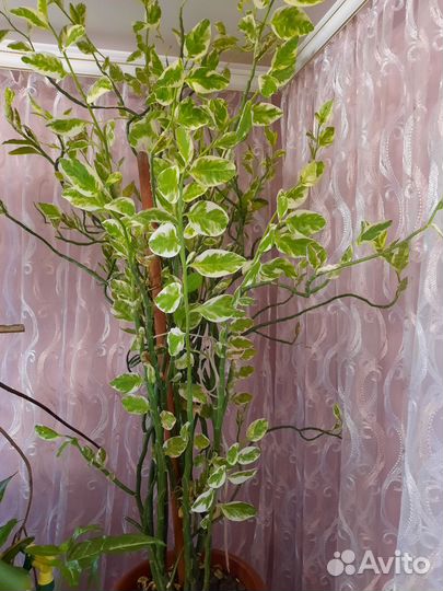 Педилантус