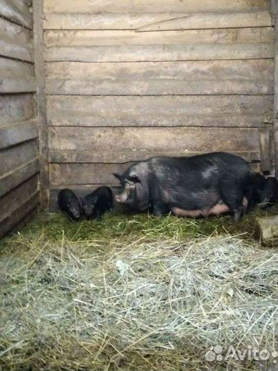 Вьетнамские поросята