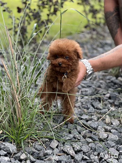 Тикап тедди пудель мальчик китай
