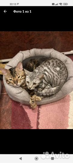 Кошка в добрые руки