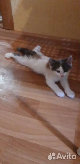 Кошка в дар