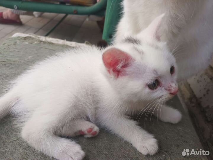 Котята в добрые руки бесплатно