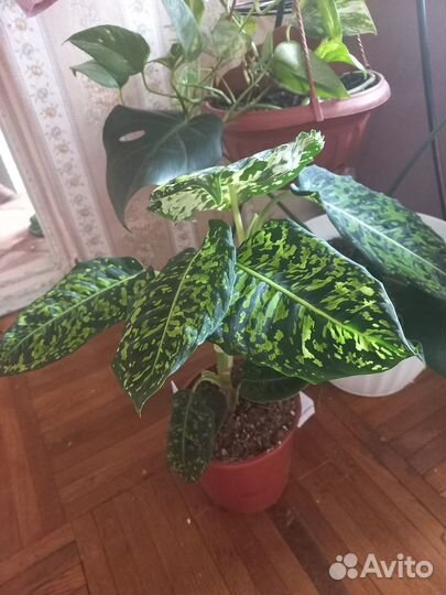 Дифенбахия рефлектор