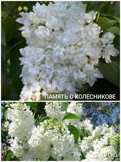 Сирень Саженцы