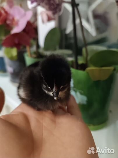 Цыпленок доминант