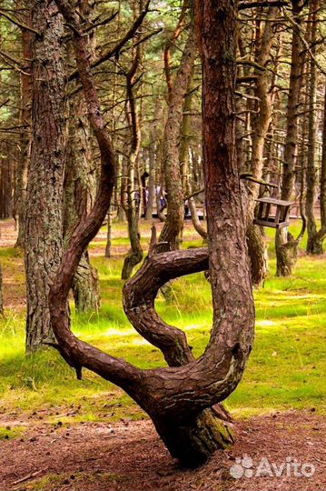 Куршская коса, Зеленоградск, замок Шаакен, сыровар