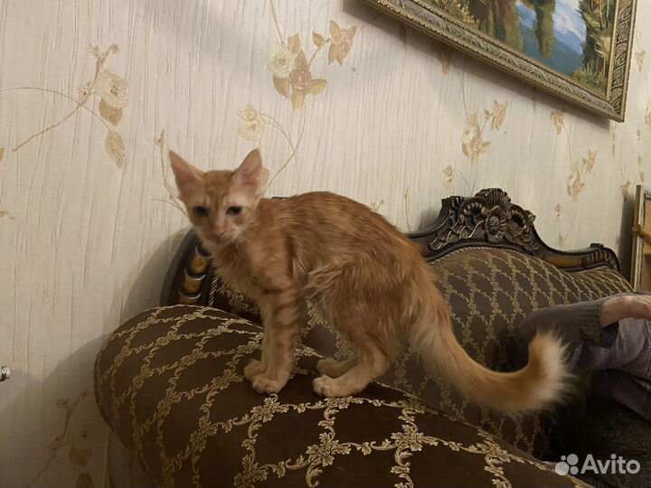 Котенок-подртсток