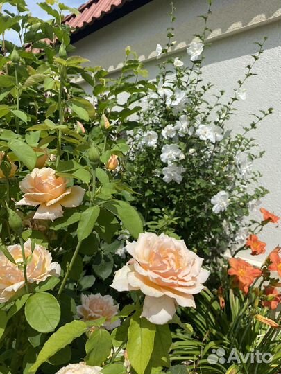 Гибискус белый махровый