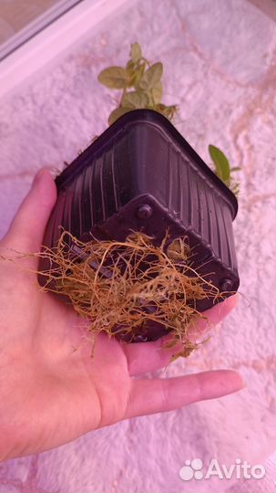 Фикус Пумила