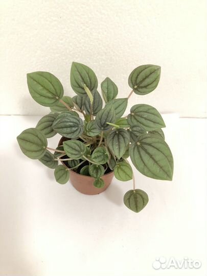 Пеперомия Шуми ред Санторини и др