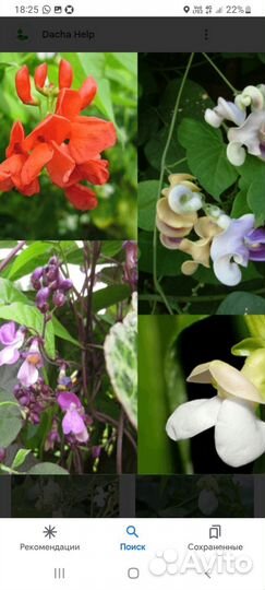 Фасоль декоративная