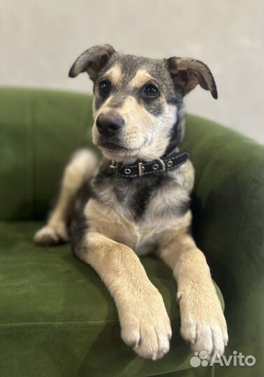 Щенок в добрые руки бесплатно мальчик