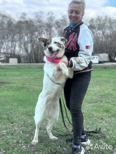 Собака в добрые руки