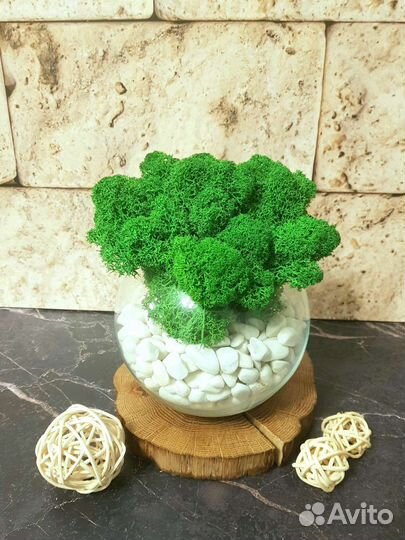 Моссариум стеклянный