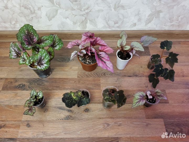 Бегония,пеперомия и другие