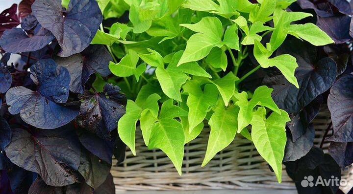 Ипомея батат, пять сортов