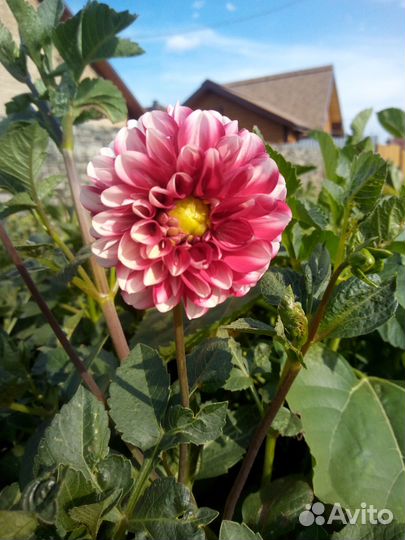 Корни георгин