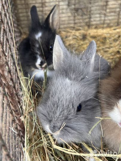 Декоративные кролики