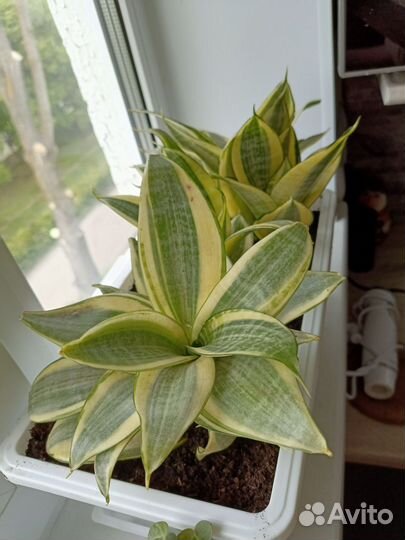 Сансевиерия ханни голд