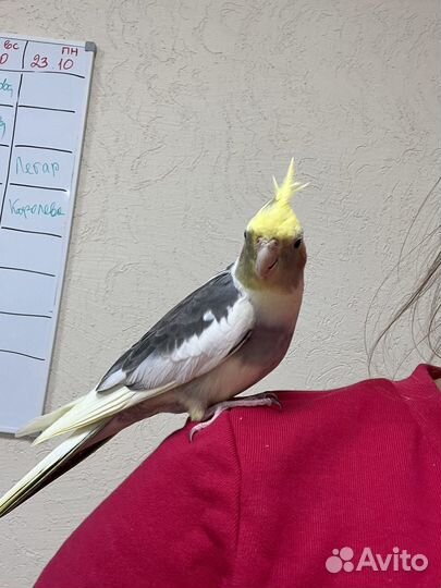 Попугай корелла